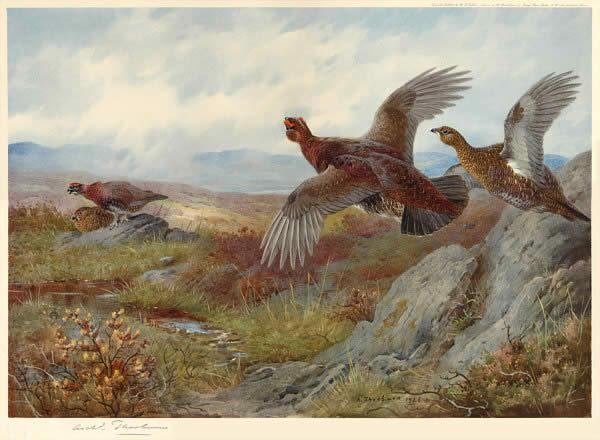 Archibald Thorburn Grouse Over the Moor